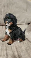 Mia, a female Miniature Bernedoodle for sale in Odon, IN – 5 of 5