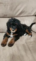 Mia, a female Miniature Bernedoodle for sale in Odon, IN – 4 of 5