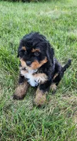 Milo, a male Miniature Bernedoodle for sale in Odon, IN – 3 of 4