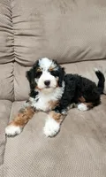 Gracie, a female Miniature Bernedoodle for sale in Odon, IN – 2 of 4