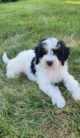Bella, a female Miniature Bernedoodle for sale in Odon, IN – 4 of 4