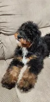 Gunner, a male Miniature Bernedoodle for sale in Odon, IN – 3 of 4