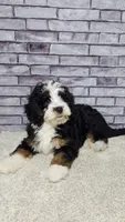 Piper, a male Miniature Bernedoodle for sale in Odon, IN – 1 of 4