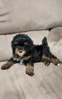 Cooper, a male Miniature Bernedoodle for sale in Odon, IN – 3 of 3