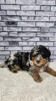 Jax, a male Miniature Bernedoodle for sale in Odon, IN – 3 of 6