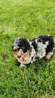 Jax, a male Miniature Bernedoodle for sale in Odon, IN – 5 of 6