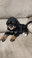 Bandit , a male Miniature Bernedoodle for sale in Odon, IN – 3 of 5
