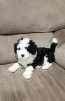 Waylon, a male Miniature Bernedoodle for sale in Odon, IN – 4 of 6