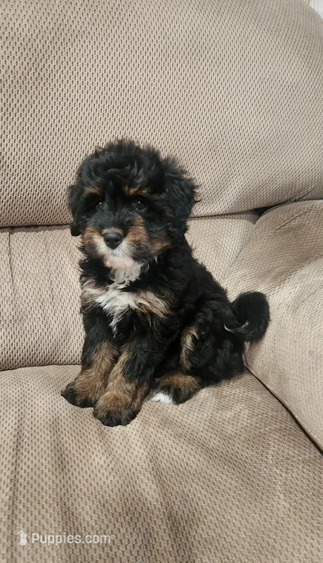 Callie – Miniature Bernedoodle puppy for sale in Odon, IN