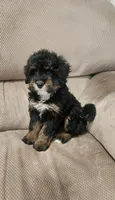 Callie, a female Miniature Bernedoodle for sale in Odon, IN – 1 of 4