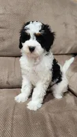 Bella, a female Miniature Bernedoodle for sale in Odon, IN – 3 of 4
