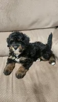 Callie, a female Miniature Bernedoodle for sale in Odon, IN – 2 of 4