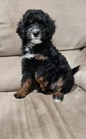Piper, a female Miniature Bernedoodle for sale in Odon, IN – 4 of 4