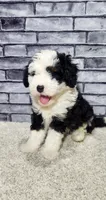 Waylon, a male Miniature Bernedoodle for sale in Odon, IN – 2 of 6