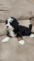 Piper, a male Miniature Bernedoodle for sale in Odon, IN – 4 of 4