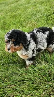 Jax, a male Miniature Bernedoodle for sale in Odon, IN – 6 of 6