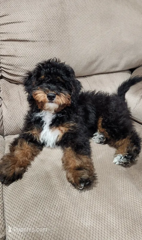 Gunner – Miniature Bernedoodle puppy for sale in Odon, IN