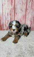 Tilly, a female Miniature Bernedoodle for sale in Odon, IN – 4 of 4