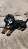 Piper, a female Miniature Bernedoodle for sale in Odon, IN – 3 of 4