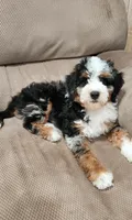 Gracie, a female Miniature Bernedoodle for sale in Odon, IN – 3 of 4