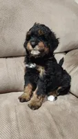 Bandit , a male Miniature Bernedoodle for sale in Odon, IN – 2 of 5