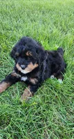 Bandit , a male Miniature Bernedoodle for sale in Odon, IN – 5 of 5