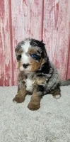 Tilly, a female Miniature Bernedoodle for sale in Odon, IN – 3 of 4
