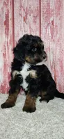 Trig, a male Miniature Bernedoodle for sale in Odon, IN – Photo 5 of 5