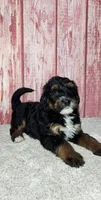 Trig, a male Miniature Bernedoodle for sale in Odon, IN – Photo 3 of 5