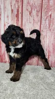 Trig, a male Miniature Bernedoodle for sale in Odon, IN – Photo 4 of 5