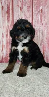 Trig, a male Miniature Bernedoodle for sale in Odon, IN – Photo 2 of 5