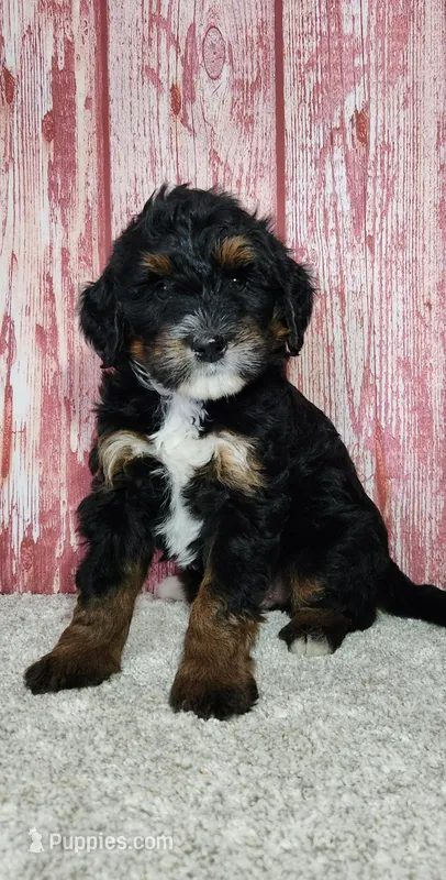 Trig – Miniature Bernedoodle puppy for sale in Odon, IN