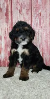 Trig, a male Miniature Bernedoodle for sale in Odon, IN – Photo 1 of 5