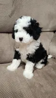 Waylon, a male Miniature Bernedoodle for sale in Odon, IN – 5 of 6