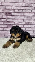 Milo, a male Miniature Bernedoodle for sale in Odon, IN – 4 of 4