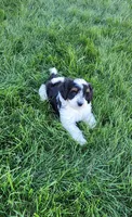 Hunter, a male Miniature Bernedoodle for sale in Odon, IN – Photo 1 of 6
