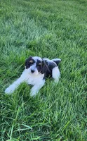 Hunter, a male Miniature Bernedoodle for sale in Odon, IN – Photo 5 of 6