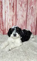 Hunter, a male Miniature Bernedoodle for sale in Odon, IN – Photo 2 of 6