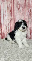 Hunter, a male Miniature Bernedoodle for sale in Odon, IN – Photo 3 of 6