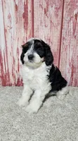 Hunter, a male Miniature Bernedoodle for sale in Odon, IN – Photo 4 of 6