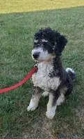 Murphy , a male Miniature Bernedoodle for sale in Odon, IN – Photo 6 of 6