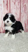 Murphy , a male Miniature Bernedoodle for sale in Odon, IN – Photo 3 of 6