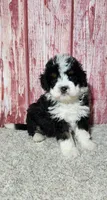 Murphy , a male Miniature Bernedoodle for sale in Odon, IN – Photo 2 of 6