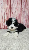 Murphy , a male Miniature Bernedoodle for sale in Odon, IN – Photo 5 of 6