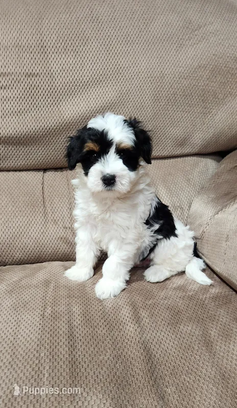 Patches  – Miniature Bernedoodle puppy for sale in Odon, IN