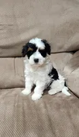 Patches , a male Miniature Bernedoodle for sale in Odon, IN – Photo 1 of 5