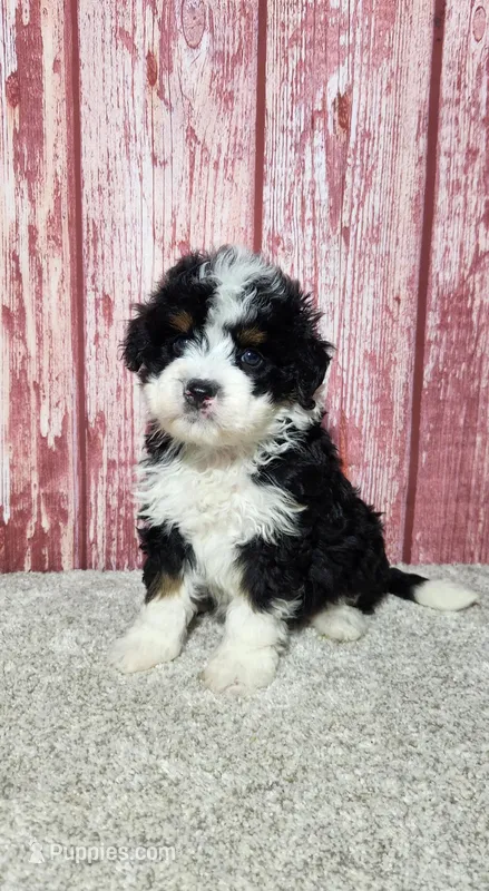 Murphy  – Miniature Bernedoodle puppy for sale in Odon, IN