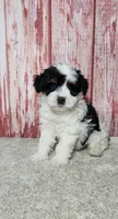 Patches , a male Miniature Bernedoodle for sale in Odon, IN – Photo 4 of 5