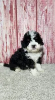 Murphy , a male Miniature Bernedoodle for sale in Odon, IN – Photo 4 of 6
