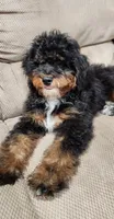 Gunner, a male Miniature Bernedoodle for sale in Odon, IN – 2 of 4